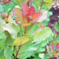Perukowce - Cotinus