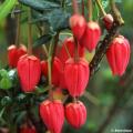 Krinodendrony - Crinodendron