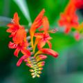 Krokosmie - Crocosmia