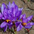 Krokusy uprawne - Crocus