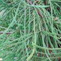 Szydlice - Cryptomeria