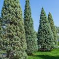 Cyprysy - Cupressus