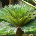 Sagowce - Cycas