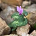 Cyklameny jesienne