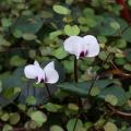Cyklameny ogrodowe