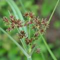 Cibory - Cyperus