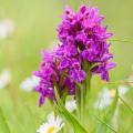 Kukulki - Dactylorhiza