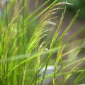Śmiałki - Deschampsia