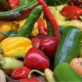 Rozsada papryki i chili w koreczkach