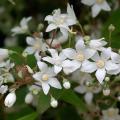 Żylistki - Deutzia