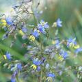 Dianelle - Dianella