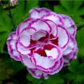 Goździki - Dianthus