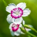 Nasiona goździków - Dianthus