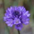 Hiacynty kalifornijskie - Dichelostemma