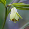 Parniki - Disporum