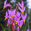 Bożykwiaty - Dodecatheon