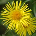 Omiegi - Doronicum