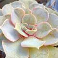 Eszewerie - Echeveria