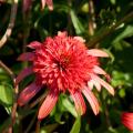 Jeżówki - Echinacea