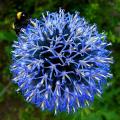 Przegorzany - Echinops