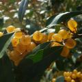 Oliwniki - Elaeagnus