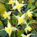 Epimedia - Epimedium