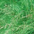 Miłki - Eragrostis