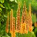 Pustynniki - Eremurus