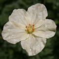Iglice - Erodium