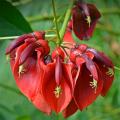 Erytryny - Erythrina