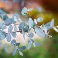 Eukaliptusy - Eucalyptus