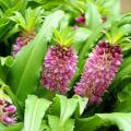 Eukomisy - Eucomis