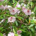 Eukrifia