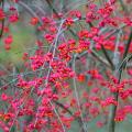 Trzmieliny - Euonymus