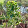 Wilczomlecze - Euphorbia