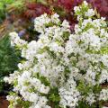 Obiele - Exochorda