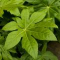 Fatsie - Fatsia