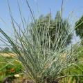 Kostrzewy - Festuca