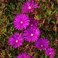 Rośliny z rodziny aizoaceae