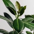 Figowiec sprężysty - Ficus elastica