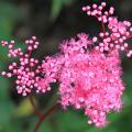 Wiązówki - Filipendula