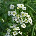 Smagliczki - Lobularia