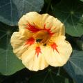 Nasturcje jednoroczne - Tropaeolum