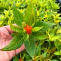 Celozje - Celosia