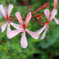 Pelargonie pachnące