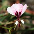 Pelargonie - Geranium
