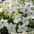 Tytonie ozdobne - Nicotiana