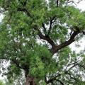 Jesiony - Fraxinus