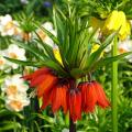 Szachownice - Fritillaria