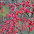 Trzmieliny pospolite - Euonymus europaeus